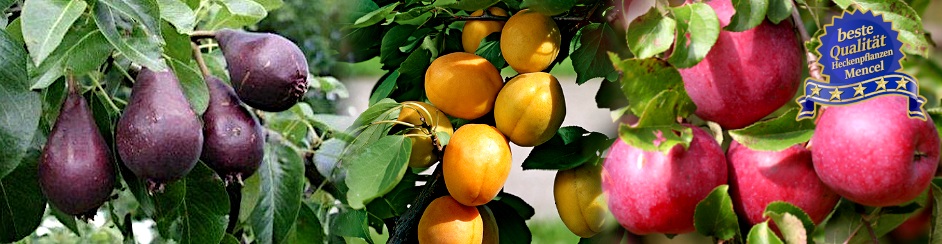 Apfelbaum Aprikose Birne Heckenpflanzen Mencel 