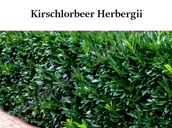 Heckenpflanzen Kirschlorbeer Herbergii