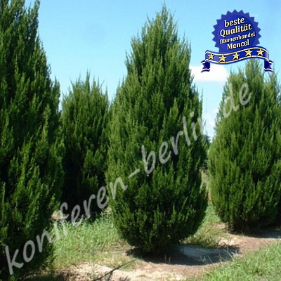 Juniperus chinensis Spartan 