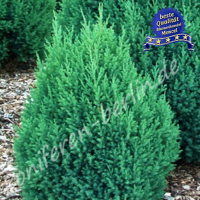 Juniperus chinensis Stricta 