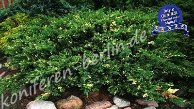 Juniperus chinesis Expansa Variegata 