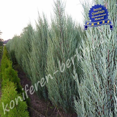 Juniperus scopulorum Blue Arrow 