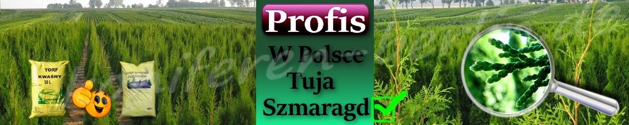 Profis Plantacja w Polsce tuji Szmaragd 