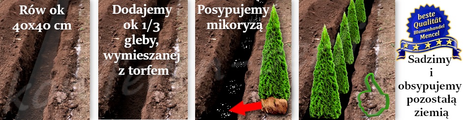 Szczepienie mikoryzy podczas sadzenia tuj krok po kroku 