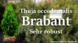 Thuja occidentalis Brabant Sehr robust
