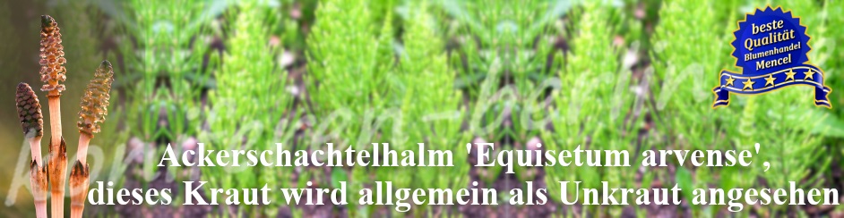 Ackerschachtelhalm Kraut Equisetum arvense