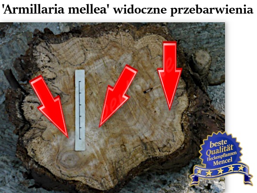 Armillaria mellea Heckenpflanzen Mencel 