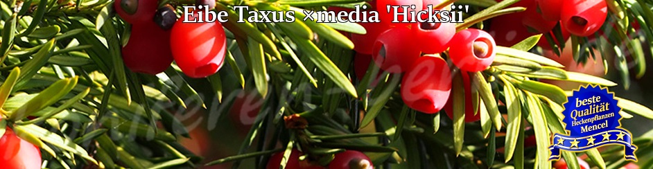 Becher Eibe Taxus media Hicksii