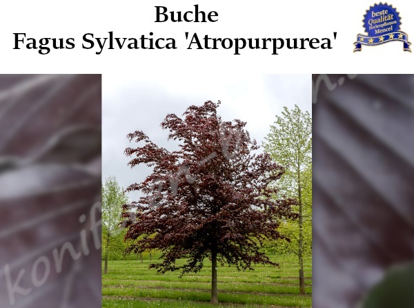 Buche Fagus Sylvatica Atropurpurea