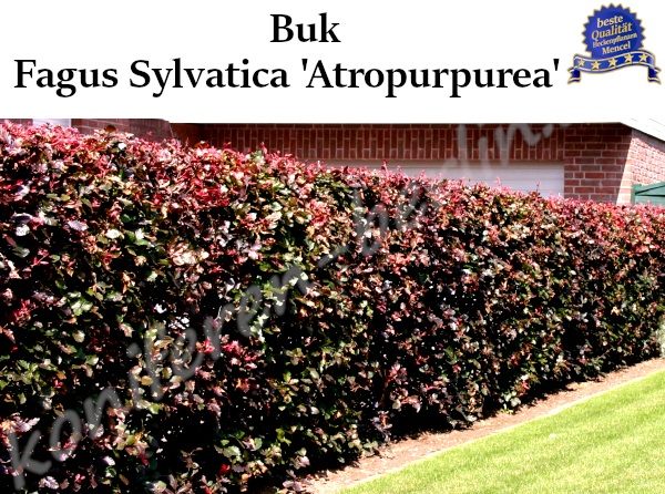 Buk Fagus Sylvatica Atropurpurea Buk z czerwonymi liśćmi 