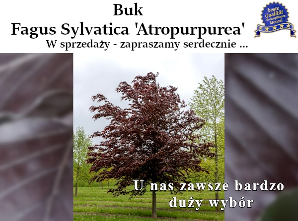 Buk Fagus Sylvatica Atropurpurea w sprzedaży zapraszamy serdecznie 
