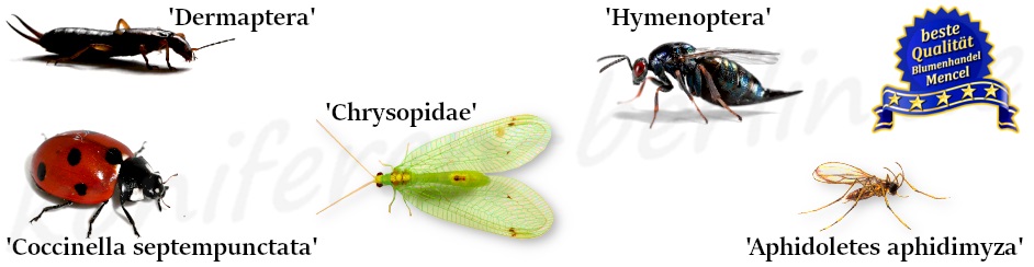 Coccinella septempunctata Hymenoptera Aphidoletes aphidimyza Dermaptera Chrysopidae