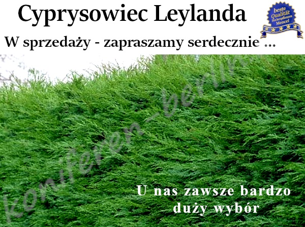 Cyprysowiec Leylanda Cupressocyparis leylandii w sprzedaży zapraszamy serdecznie 