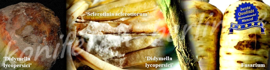 Didymella lycopersici Fusarium Pyrenochaeta terrestris Sclerotinia sclerotiorum 