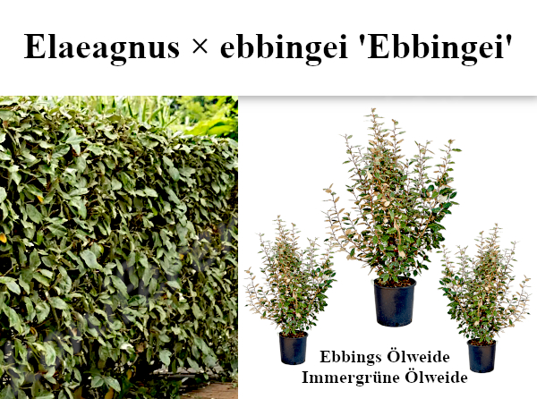 Ebbings Ölweide Immergrüne Ölweide Elaeagnus ebbingei Ebbingei Heckenpflanzen Mencel