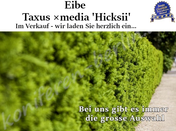 Eibe Taxus media Hicksii