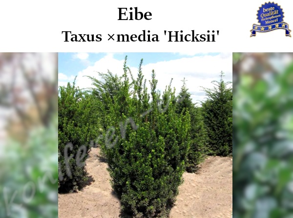 Eibe Taxus media Hicksii 
