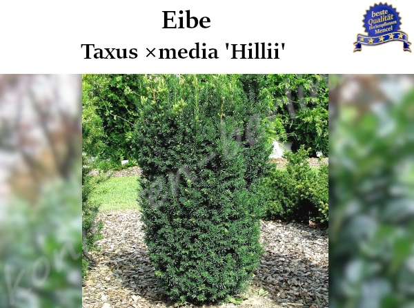 Eibe Taxus media Hillii 