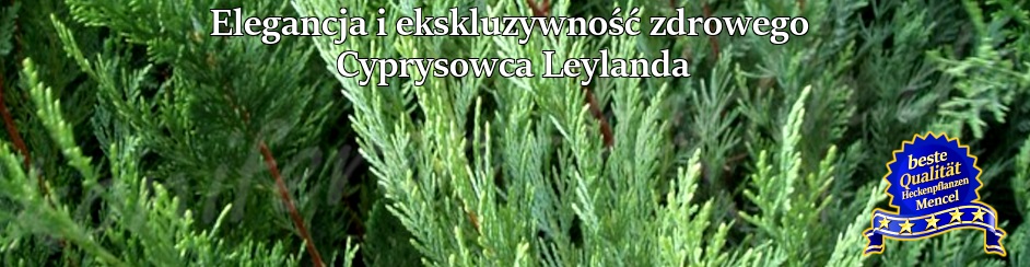 Elegancja i ekskluzywność zdrowego Cyprysowca Leylanda Cupressocyparis leylandii 
