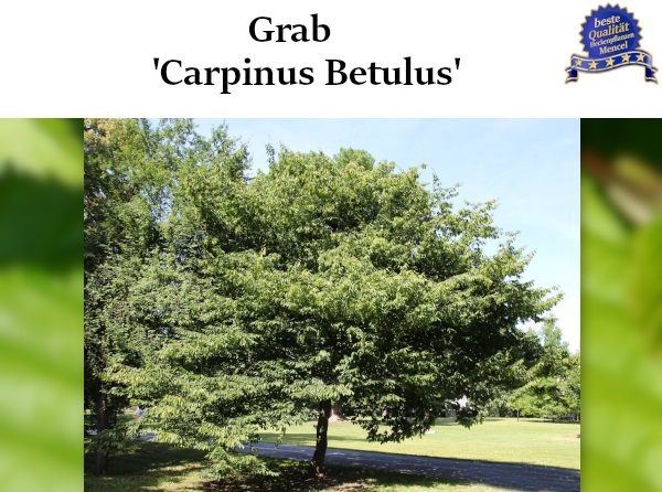 Grab Carpinus Betulus 