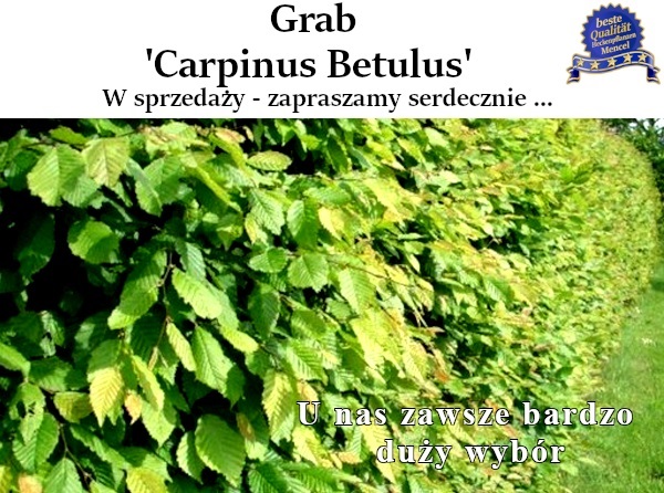 Grab Carpinus Betulus w sprzedaży zapraszamy serdecznie 