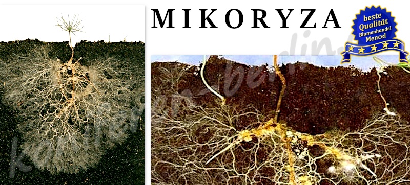 Grzyby mikoryzowe symbioza grzybów z tujami