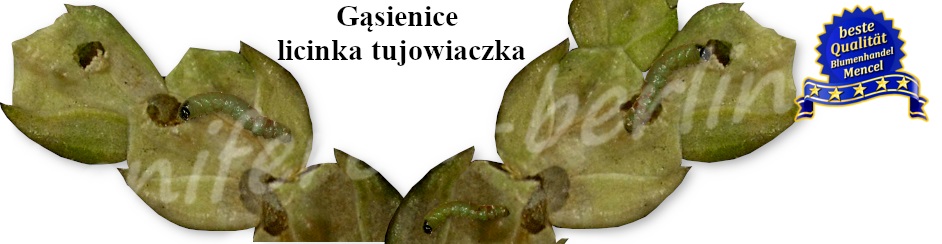 Gąsienice licinka tujowiaczka Argyresthia thuiella