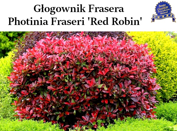 Głogownik Frasera Photinia Fraseri Red Robin 