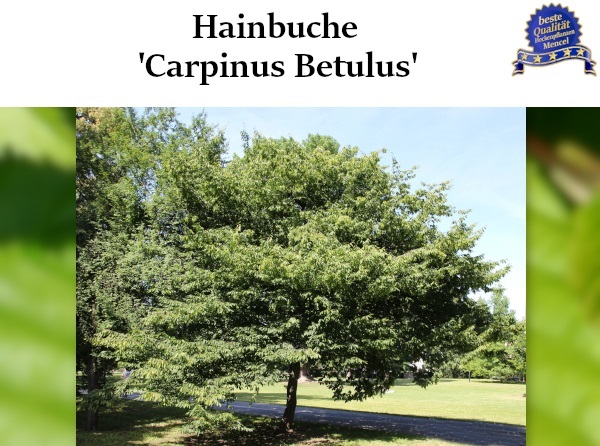 Hainbuche Carpinus Betulus 