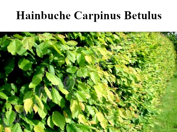 Heckenpflanzen Hainbuche Carpinus Betulus