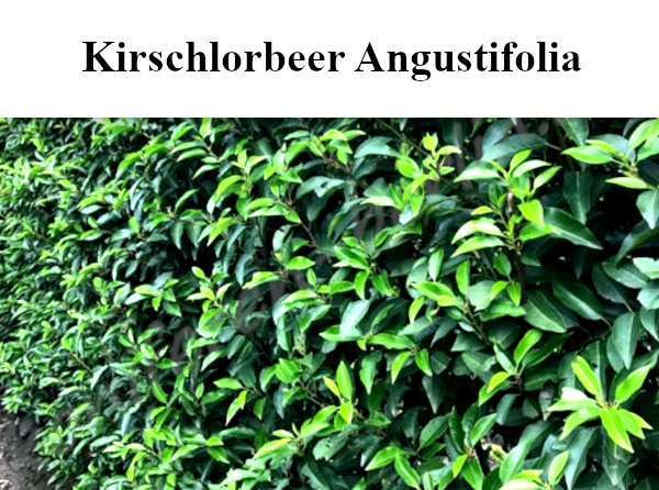 Heckenpflanzen Kirschlorbeer Angustifolia