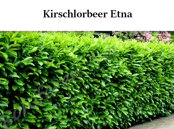 Heckenpflanzen Kirschlorbeer Etna