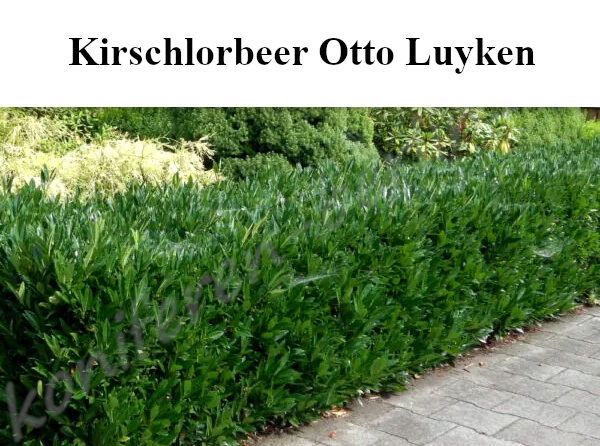 Heckenpflanzen Kirschlorbeer Otto Luyken
