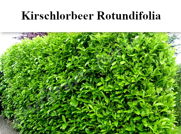 Heckenpflanzen Kirschlorbeer Rotundifolia