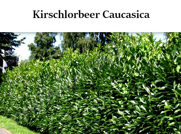 Heckenpflanzen Kirschlorbeer Caucasica