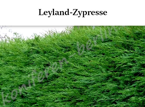 Heckenpflanzen Leyland Zypresse