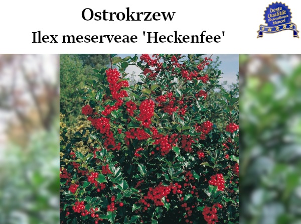 Ilex meserveae Heckenfee 