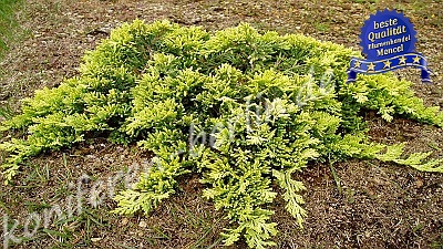 Juniperus horizontalis Golden Carpet 