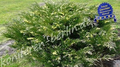 Juniperus sabina Variegata 