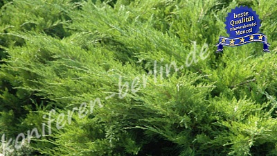Juniperus x media Mint Julep 