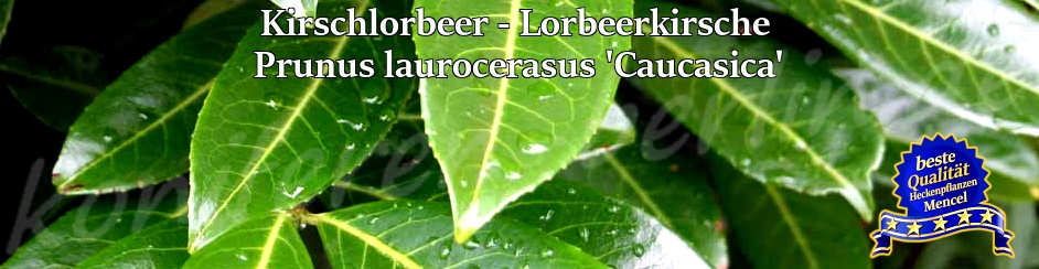 Kirschlorbeer Lorbeerkirsche Prunus laurocerasus Caucasica 