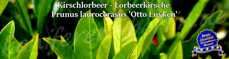 Kirschlorbeer Lorbeerkirsche Prunus laurocerasus Otto Luyken