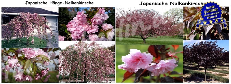 Laubbäume Japanische Nelkenkirsche Japanische Hänge Nelkenkirsche 