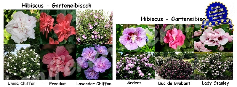 Laubsträucher Hibiscus Garteneibisch