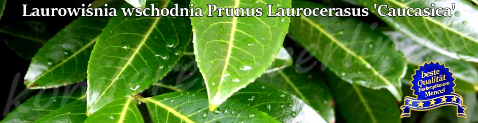 Laurowiśnia Prunus Laurocerasus Caucasica