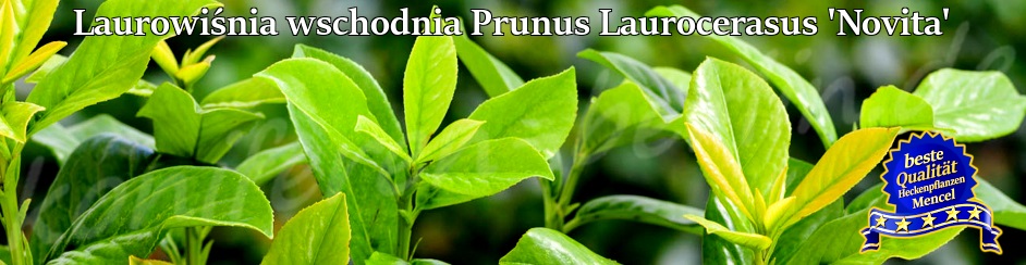 Laurowiśnia Prunus Laurocerasus Novita