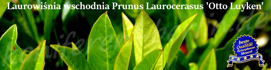 Laurowiśnia Prunus Laurocerasus Otto Luyken