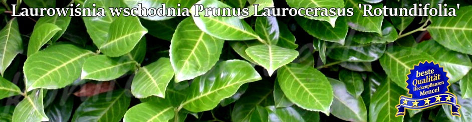 Laurowiśnia Prunus Laurocerasus Rotundifolia