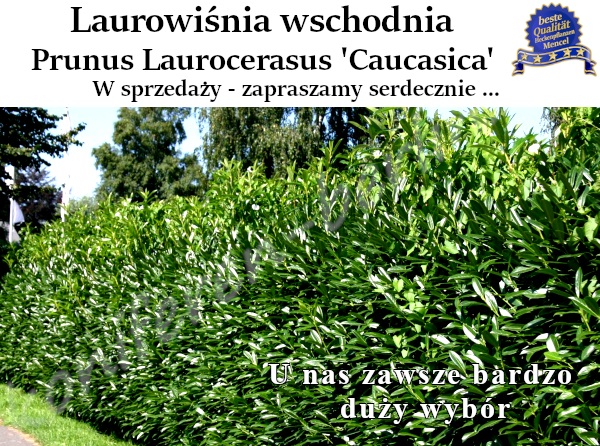 Laurowiśnia wschodnia Prunus Laurocerasus Caucasica