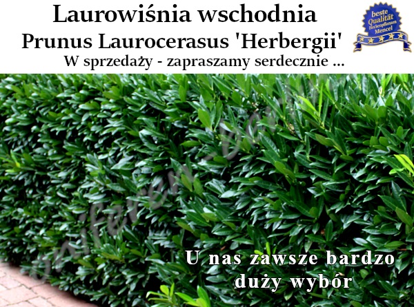 Laurowiśnia wschodnia Prunus Laurocerasus Herbergii 